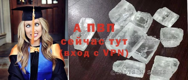 прущие грибы Беломорск